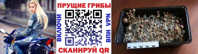 ОМГ ОМГ ТОР  продажа наркотиков  Россошь  Галлюциногенные грибы ЛСД 